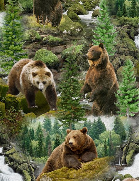 Wild Grizzly Bears