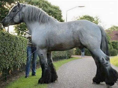Dutch Draft Blue Roan Largest Horse Breed Big Horses Big Horse Breeds