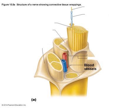 Basic structure of nerve