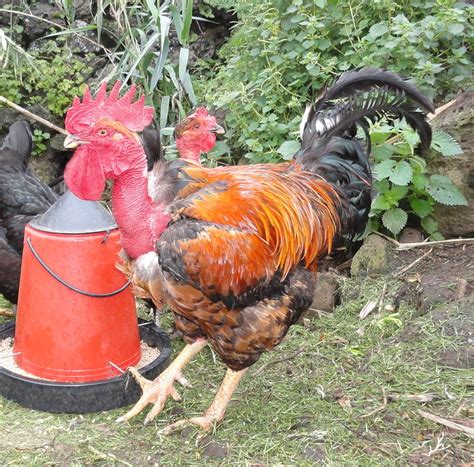 Transylvanian Naked Neck Black Gallery Backyard Chickens Learn How To Raise Chickens