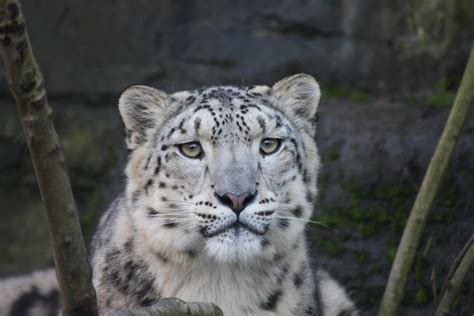 Snow Leopard Tracking Holiday | Snow Leopard Tour Ladakh | Snow Leopard Trek