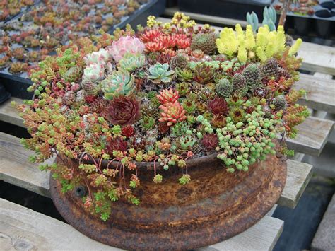 How To Grow And Care For Container Succulents World Of