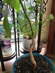 We did not find results for: Houseplants forum: Money Tree - Growing to Spindly - How ...