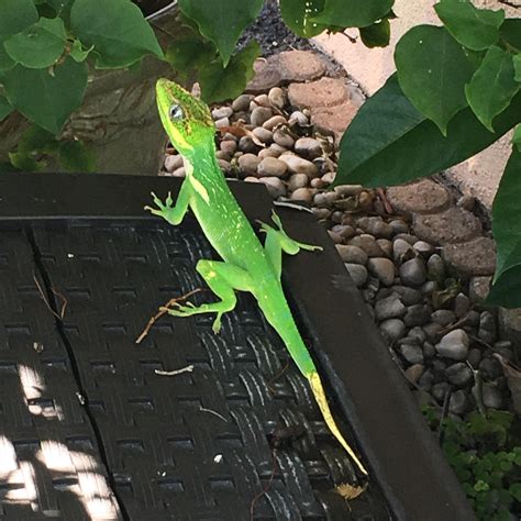 Spotted This Gorgeous Cuban Knight Anole Outside My House Today Reptiles