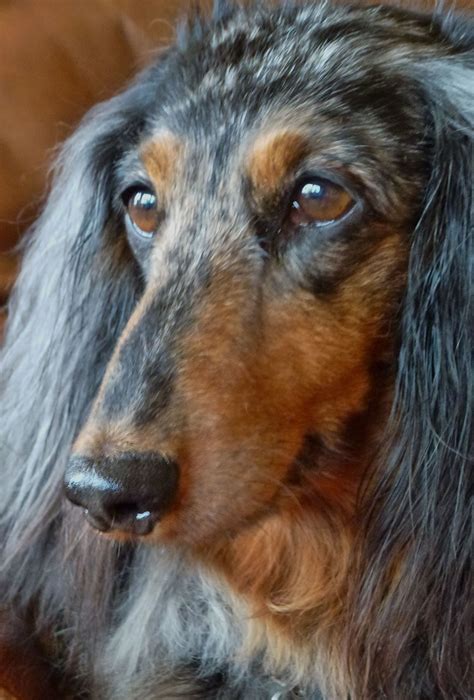 An Aged Long Hair Dachshund Long Haired Dachshund Dachshund Dogs