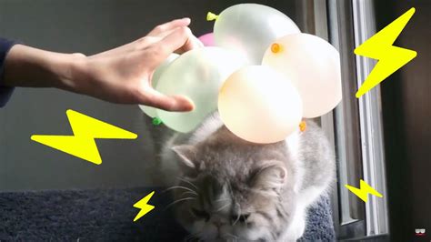 Sticking Balloons To Static Cat Fur Youtube