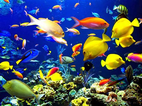 17 Jenis Ikan Hias Air Laut Yang Mudah Dipelihara Ikanesia