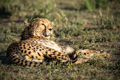 Cheetah Resting Stock Image F0175602 Science Photo Library
