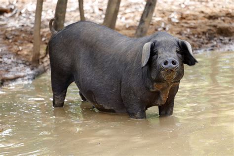 Feral Pigs In Canada The Solution Is Far From Near Pig Progress