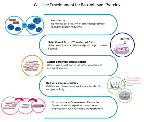 A cell line is the first subculture obtained from a primary culture. Cell Line Development Workflow | Molecular Devices