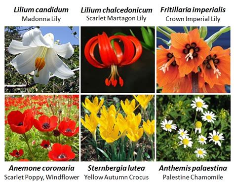 This type of quiz is for learning and. matthew - What species of flower might Jesus have been ...