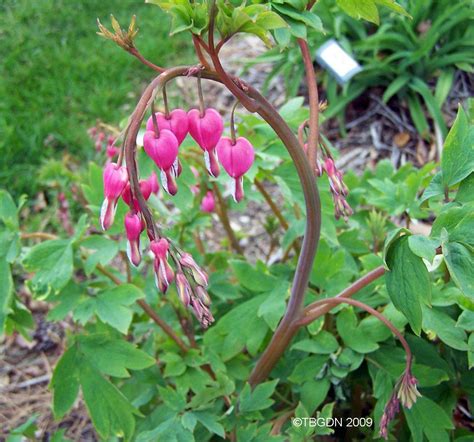 Maybe you would like to learn more about one of these? Bleeding Hearts: Plant Care and Collection of Varieties ...