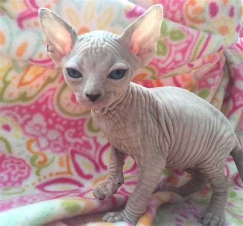 The sphynx is of medium size and body conformation with surprising weight for its size. Sphynx Cats For Sale | Douglasville, GA #236833 | Petzlover
