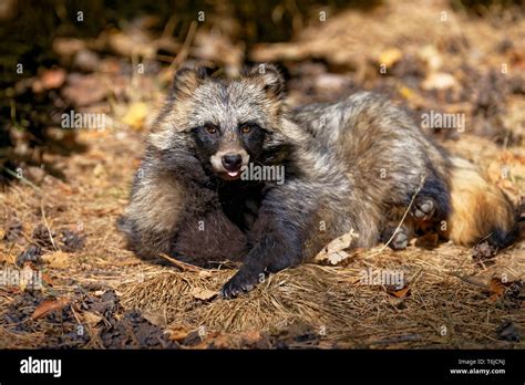 Raccoon Dog Nyctereutes Procyonoides Stock Photo Alamy