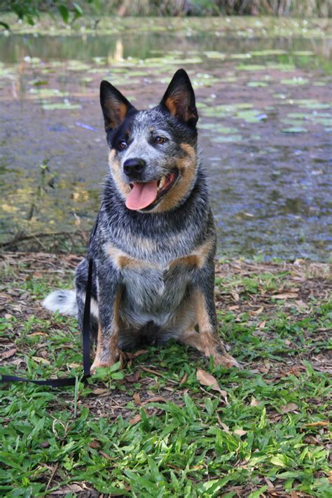 When getting this very intelligent australian cattle dog breed, they are very teachable for new things even though the puppy is quick to learn new tricks and good behaviour, likewise it can be easy to train poor behaviour into them also. Queensland Blue Heeler Australian Cattle-Dog Puppy Dogs | Austrailian cattle dog, Dogs, Cattle ...