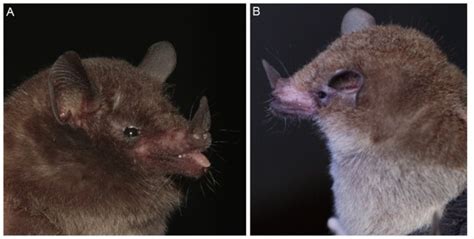 ## following best describe the relationship between these two variables? Bolivia's golden bat: one of six new species found by the ...