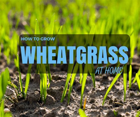 How To Grow Wheatgrass At Home Properly Rooted