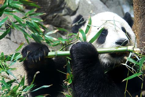 Panda Poop One Nasty Biofuel Breakthrough Earthtechling