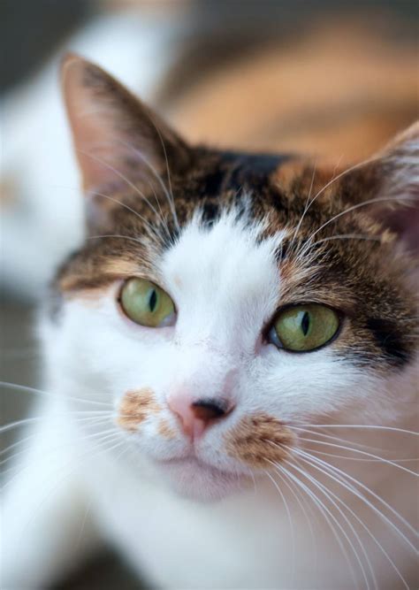 Calico Cat Breeds The Tri Color And Gorgeous Cats In Care