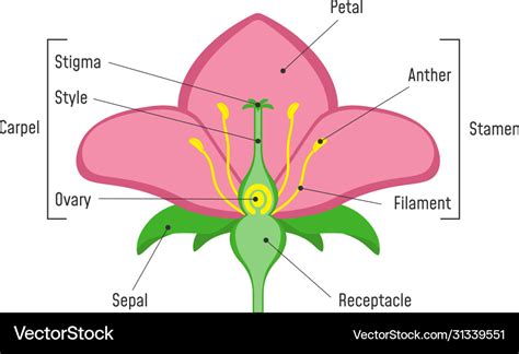 Diagram Of Flower Anatomy Home Alqu