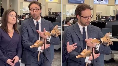 News Anchors Sweet Reaction When Puppy Falls Asleep In His Arms Gets