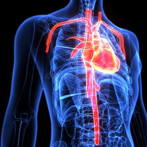 3d Illustration Of Human Body Heart Anatomy Stock Illustration