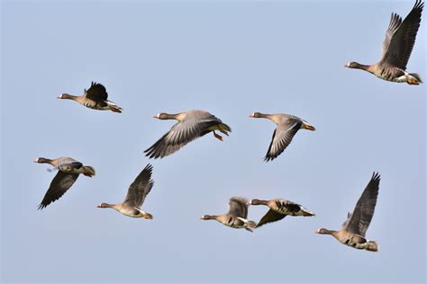 Fotos Gratis Naturaleza Pájaro Ala Fauna Silvestre Vuelo Pluma