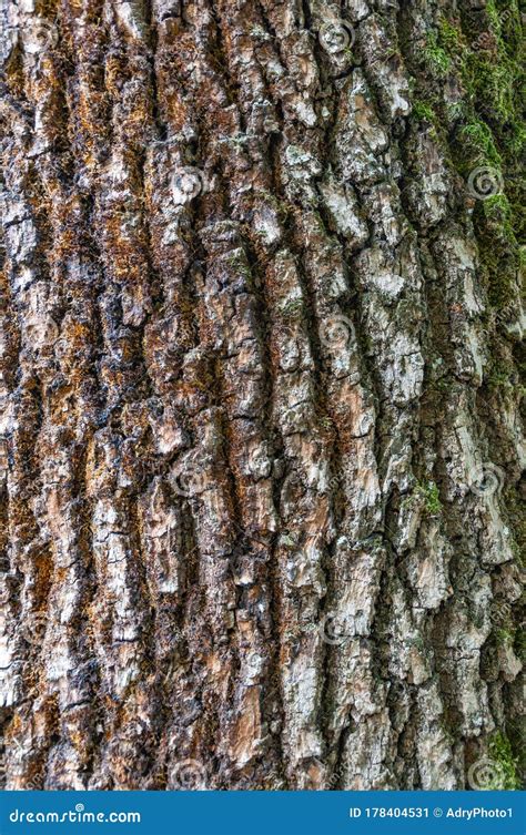 Horse Chestnut Tree Bark