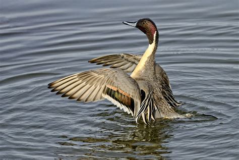 Images By Michael Rogers Ducks Northern Pintail Wing Flap