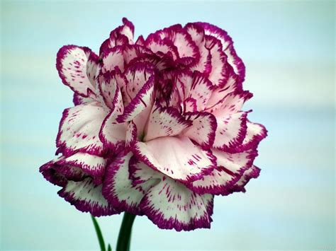 Carnation Purple Carnations Mini Carnations Desktop Wallpapers