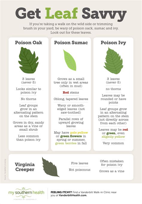 Infographic Learn To Identify Poison Ivy Oak And Sumac