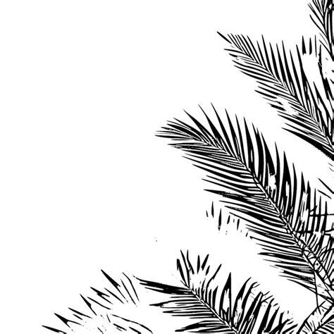 Palm Bladeren Zwart Schets Grens Met Transparant Achtergrond Palm Boom