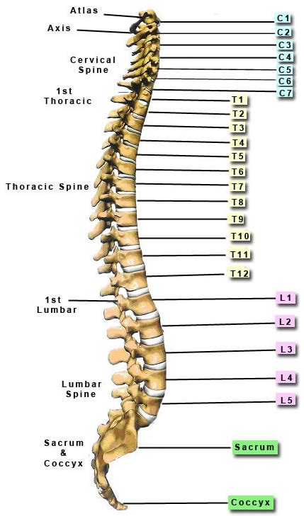 Lumbar Spine L1 L2 Hot Sex Picture