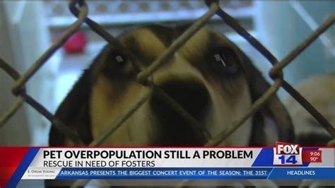 Pet Overpopulation What One Local Rescue Is Doing To Help Fix The Problem