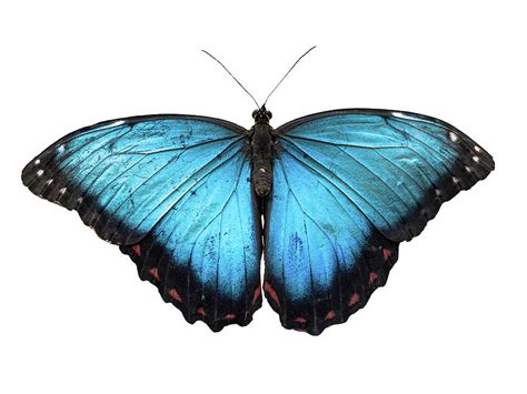 Blue Morpho Butterfly Morpho Peleides Isolated On White Background