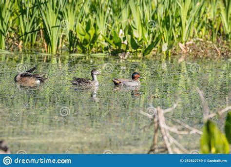 Male And Female Green Winged Teal Ducks Stock Image Image Of Aquatic