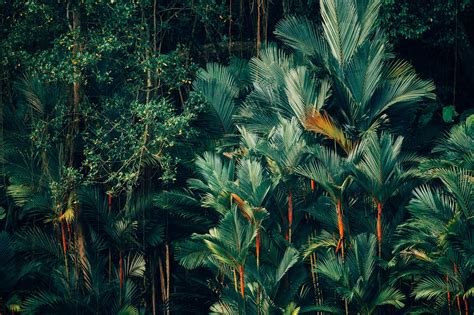 Lush Green Tropical Forest Background Image For Zoom Meeting Forest