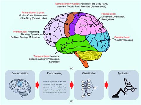 A The Parts Of The Brain That Correspond To Various Neural