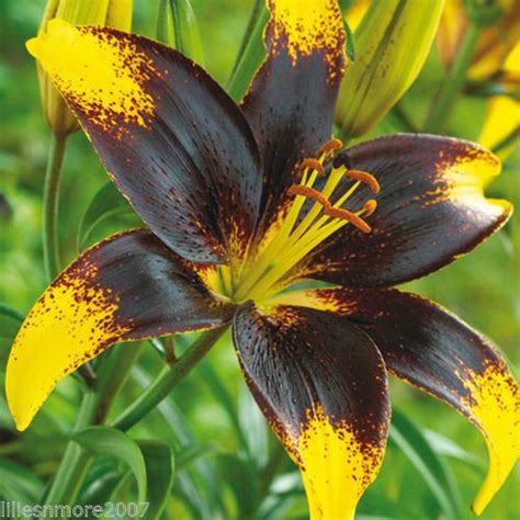 1 Lionheart Tango Asiatic Spring Plant Lily Flower Bulb Beautiful