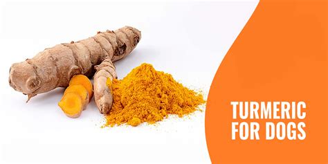 Turmeric For Dogs Benefits Dangers Administration And Faq