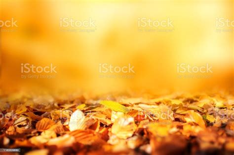 Golden Autumn Leaves Background Stock Photo Download Image Now