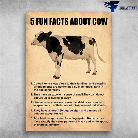Dairy Cow Fun Fact 5 Fun Facts About Cow Cows Like Sleep Close To Their Families And