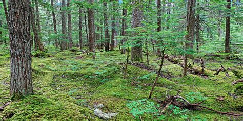 Royalty Free Forest Floor Pictures Images And Stock Photos Istock