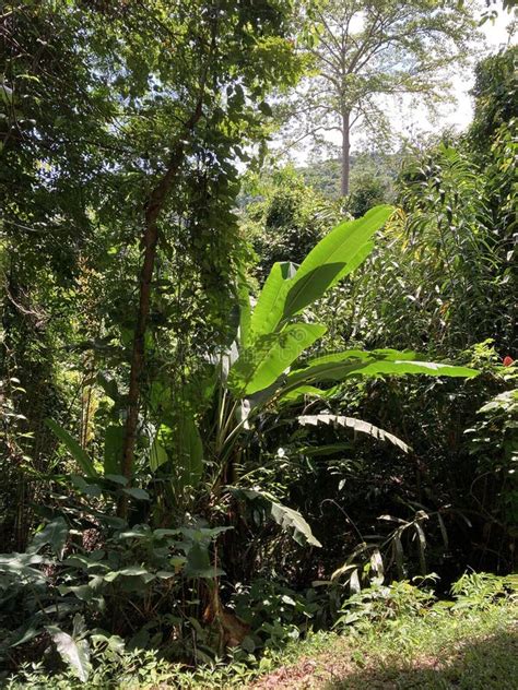 Rainforest Tree Jungle Thailand Stock Image Image Of Tree Beautiful