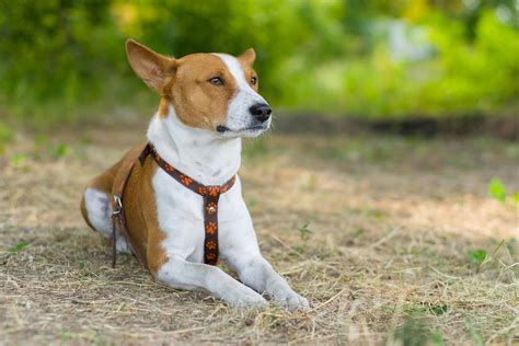 Nose Cancer In Dogs Symptoms Causes Diagnosis Treatment Recovery