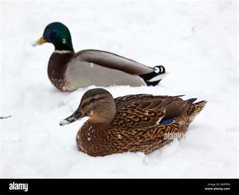 Pair Of Mallard Ducks In The Snow Stock Photo Alamy