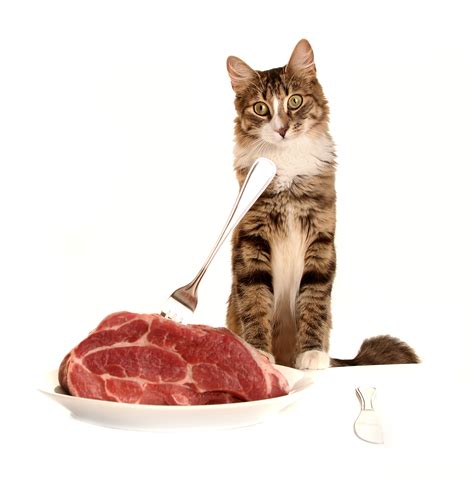 Researchers have identified certain foods you can eat to protect and even help heal your pancreas. Cat Raw Food Diet - Making The Transition Easy For You ...