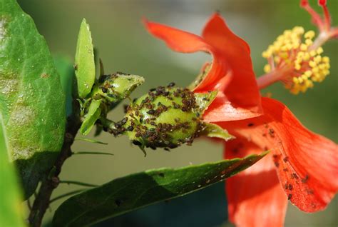Aphids On Hibiscus Kokio Saintjohnianus Sustainable Bioresources Llc