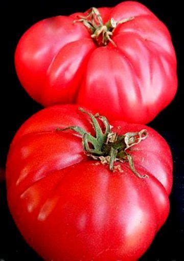 Tomato Moscow Vr Canning Tomatoes Moscow Tomato Seeds Heirloom Seeds
