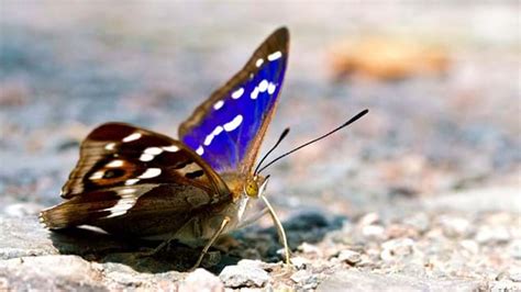Maybe you would like to learn more about one of these? Purple Emperor (Apatura iris) - Butterflies - Woodland Trust